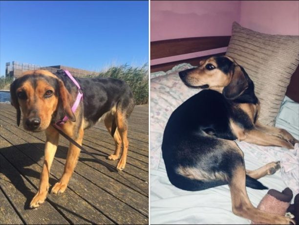Bρέθηκε - Χάθηκε θηλυκός σκύλος στη Ραφήνα Αττικής