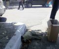 Σκύλος νεκρός από φόλα στο Μοναστηράκι Αιτωλοακαρνανίας