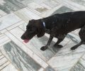 Βρέθηκε θηλυκός σκύλος στον Νέο Βουτζά Αττικής