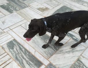 Βρέθηκε θηλυκός σκύλος στον Νέο Βουτζά Αττικής