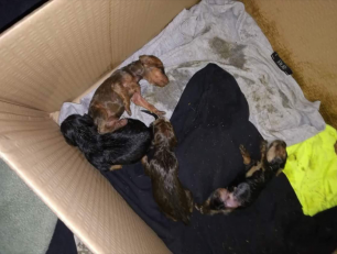 Θα δικαστεί ο κάτοικος της Νιγρίτας Σερρών που πέταξε στα σκουπίδια 4 κουτάβια & εξαφάνισε ένα σκελετωμένο ενήλικο σκυλί