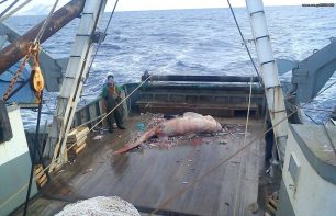 ΑΡΧΙΠΕΛΑΓΟΣ: Και οι ψαράδες επαγγελματίες και ερασιτέχνες αιτία ερήμωσης των θαλασσών