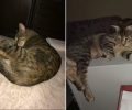 Χάθηκε χειρουργημένη αρσενική στειρωμένη γάτα στην Περαία Θεσσαλονίκης