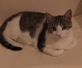 Βρέθηκε - Χάθηκε αρσενική στειρωμένη γάτα στο Κόκκινο Λιμανάκι Ραφήνας