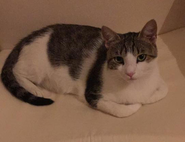 Βρέθηκε - Χάθηκε αρσενική στειρωμένη γάτα στο Κόκκινο Λιμανάκι Ραφήνας