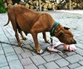 Ημαθία: Γνωστός μουσικός της Βέροιας δηλώνει μέσω facebook ότι θα σκοτώσει τον σκύλο του