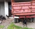 Έλεγχοι απ'την Αστυνομία σε χωριά του Δήμου Πλατανιά Χανίων μετά από καταγγελίες για κακοποιήσεις σκυλιών