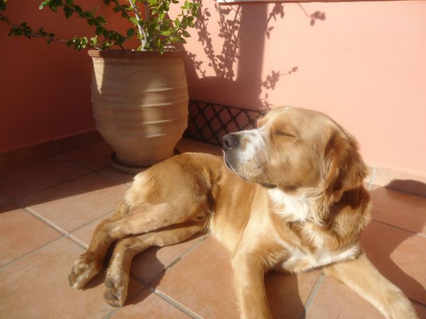 Σύρος: Βρήκε τον σκύλο της δηλητηριασμένο μετά τις απειλές των γειτόνων της ότι θα ρίξουν φόλες