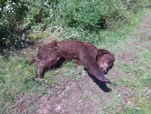 Ηλικιωμένη αρκούδα πέθανε από φυσικά αίτια στην Πολυκάρπη Καστοριάς (βίντεο)