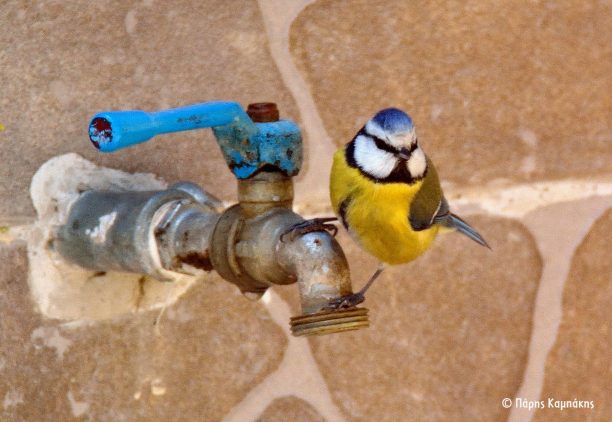 Βάλτε δοχεία με νερό σε ανοιχτούς χώρους για να ξεδιψούν και τα πουλιά