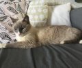 Χάθηκε θηλυκή γάτα στη Ραφήνα Αττικής