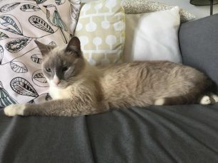 Χάθηκε θηλυκή γάτα στη Ραφήνα Αττικής