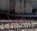 Γατάκια εγκλωβισμένα στις γραμμές του Προαστιακού στον σταθμό «Δ. Πλακεντίας» στο Χαλάνδρι Αττικής κινδυνεύουν