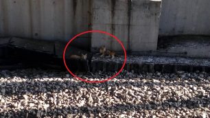 Γατάκια εγκλωβισμένα στις γραμμές του Προαστιακού στον σταθμό «Δ. Πλακεντίας» στο Χαλάνδρι Αττικής κινδυνεύουν