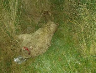 Έκκληση για τη σωτηρία του πρόβατου που κείτεται τραυματισμένο στην Ολυμπιακή Ακτή Πιερίας