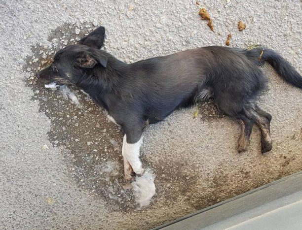 Δύο σκυλιά δηλητηριάστηκαν από φόλες στην Πτολεμαΐδα Κοζάνης (βίντεο)