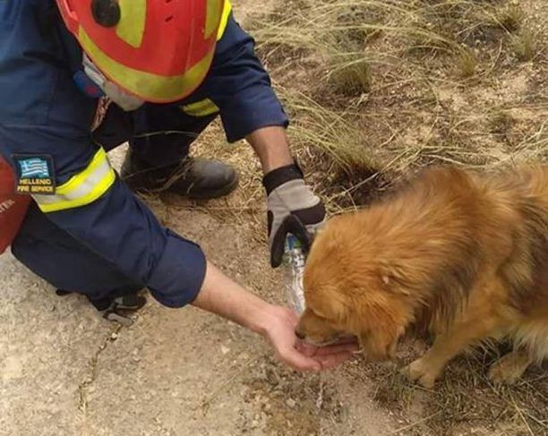 Συγκεντρώνουν στη Νέα Σμύρνη Αττικής τροφές & προϊόντα για τη φροντίδα ζώων των πυρόπληκτων περιοχών