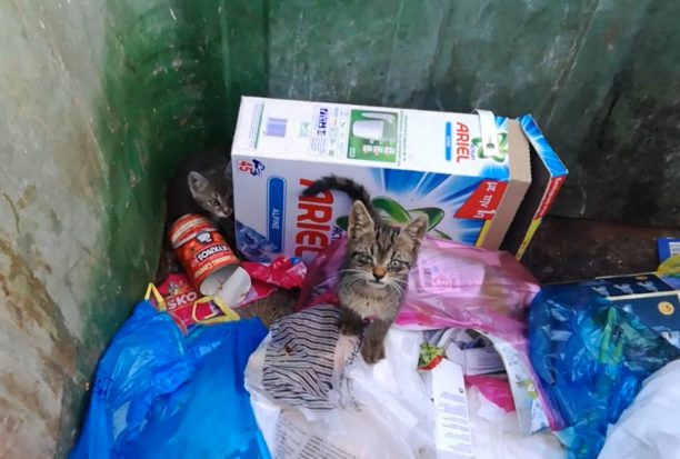 Γατάκια ζωντανά πεταμένα σε κάδο σκουπιδιών στη Ραφήνα Αττικής (βίντεο)