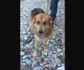 Βρέθηκε - Αναζητούν τον σκύλο τους που χάθηκε από την οδό Ίλιδος στη Ραφήνα Αττικής