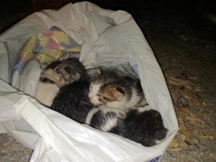 Βρήκε 4 νεογέννητα γατάκια κάτω από κάδο σκουπιδιών μέσα σε σακούλα στο Ρέθυμνο Κρήτης