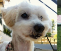 Χάθηκε μικρόσωμος λευκός σκύλος Μαλτέζ στη Νέα Μηχανιώνα Θεσσαλονίκης
