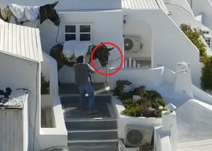 Bίντεο στο Instagram δείχνει πως αγωγιάτης πλακώνει στο ξύλο γαϊδούρι στη Σαντορίνη