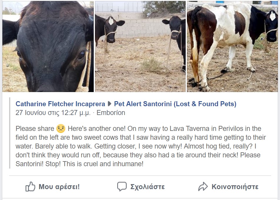 Πλήθος ζώων κακοποιείται διά βίου στη Σαντορίνη και οι αρχές κάνουν ότι δεν βλέπουν 3 SantoriniAgeladesPastouromenesIounios2018 1