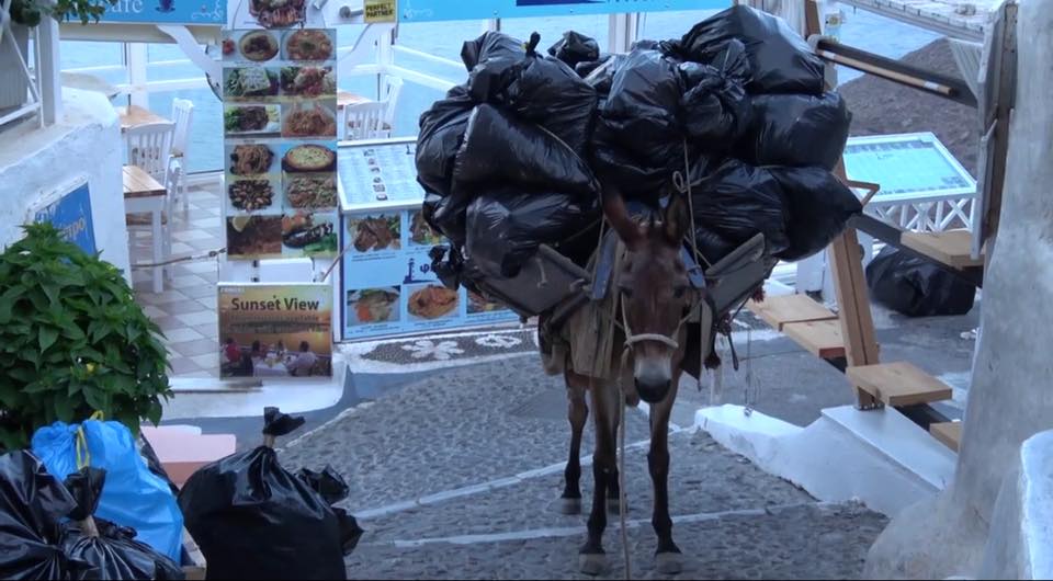 Η Π.Φ.Π.Ο. καλεί τους φιλόζωους να συμμετάσχουν στη διαμαρτυρία που θα γίνει στη Σαντορίνη 27-29/7 για την κακοποίηση γαϊδουριών & μουλαριών