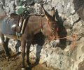 Ιππόθεσις: Απολύτως απροστάτευτα τα ιπποειδή ζώα εργασίας στη χώρα μας