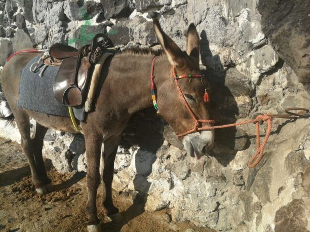 Και η ανεπαρκής αστυνομική δύναμη στη Σαντορίνη αιτία ασυδοσίας και της συνέχισης της κακοποίησης των ζώων σύμφωνα με τον Δήμο Θήρας