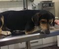 24-9-2018 η δίκη του άνδρα που δηλητηρίασε αδέσποτο σκύλο στο Σαραβάλι Αχαΐας