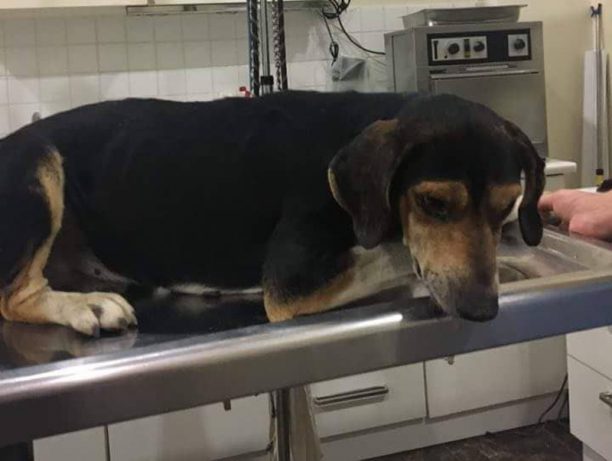 24-9-2018 η δίκη του άνδρα που δηλητηρίασε αδέσποτο σκύλο στο Σαραβάλι Αχαΐας