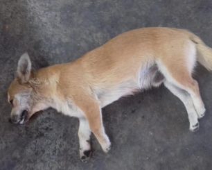 Κρήτη: Ένα σκυλί νεκρό από φόλες στη Σητεία Λασιθίου