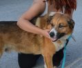 Εντοπίστηκε ο κηδεμόνας του - Βρέθηκε σκύλος στη Νέα Μάκρη Αττικής