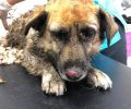 Στην κτηνιατρική κλινική «Vets4Life» στο Πικέρμι Αττικής δωρεάν περίθαλψη τραυματισμένων ζώων από τις καμένες περιοχές