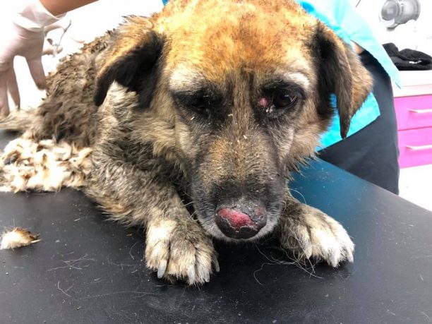 Στην κτηνιατρική κλινική «Vets4Life» στο Πικέρμι Αττικής δωρεάν περίθαλψη τραυματισμένων ζώων από τις καμένες περιοχές