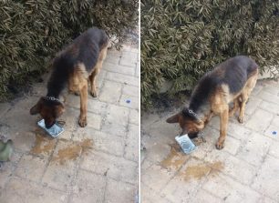 Σκύλος με κομμένη αλυσίδα στο Κόκκινο Λιμανάκι στην Αργυρά Ακτή Νέας Μάκρης