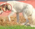 Έκκληση για τη σωτηρία του σκύλου που περιφέρεται με κομμένο λαιμό στη Χαλκηδόνα Θεσσαλονίκης