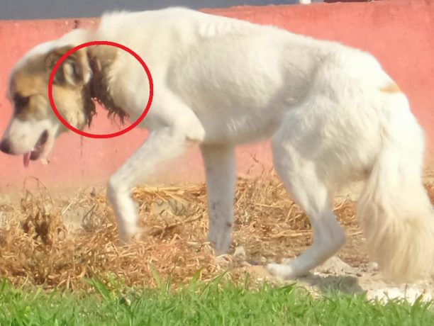 Έκκληση για τη σωτηρία του σκύλου που περιφέρεται με κομμένο λαιμό στη Χαλκηδόνα Θεσσαλονίκης