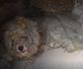 Βρήκαν σκύλο ζωντανό μέσα σε φούρνο καμένου σπιτιού στο Μάτι Αττικής (βίντεο)