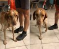 Αρσενικός σκύλος βρέθηκε και φιλοξενείται στον Νέο Βουτσά Αττικής