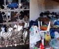 Έκκληση για τα 34 σκυλιά που βρέθηκαν σε άθλιες συνθήκες σε σπίτι συλλεκτριών στα Σπάτα Αττικής (βίντεο)