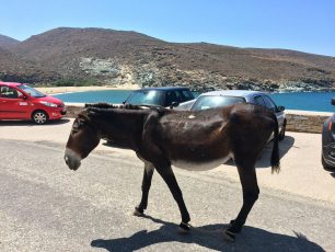 Τουρίστας βρήκε γαϊδούρι με δεμένα τα πόδια στον ήλιο χωρίς νερό στην Τήνο