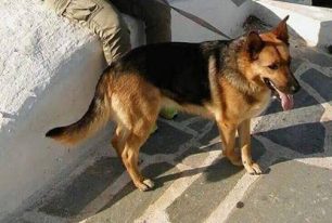 Χάθηκε θηλυκός σκύλος από το Μάτι Ραφήνας κατά τη διάρκεια της φωτιάς