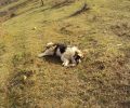 Βλαχάβα Καλαμπάκας: Νεκρά από φόλες σε μια μέρα 10 τσοπανόσκυλα, 4 αλεπούδες, 1 κουνάβι