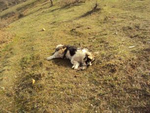 Βλαχάβα Καλαμπάκας: Νεκρά από φόλες σε μια μέρα 10 τσοπανόσκυλα, 4 αλεπούδες, 1 κουνάβι