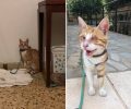 Έκκληση για τη φιλοξενία τυφλής γάτας που βρέθηκε στη Βούλα Αττικής