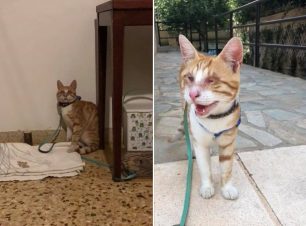 Έκκληση για τη φιλοξενία τυφλής γάτας που βρέθηκε στη Βούλα Αττικής