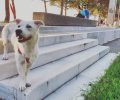 Στειρωμένος θηλυκός μικρόσωμος σκύλος από τη Θεσσαλονίκη ψάχνει σπιτικό