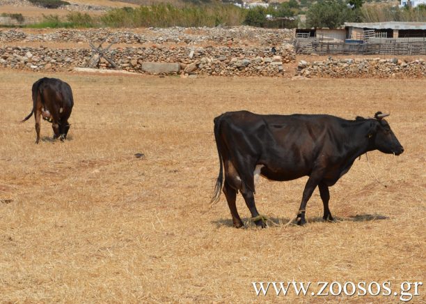 Συνελήφθη κτηνοτρόφος στην Τήνο επειδή κακοποιούσε αγελάδες με παστούρα